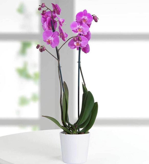 Doble orquídea morada | Flores Bellas