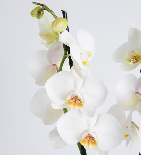 Doble orquídea blanca | Flores Bellas