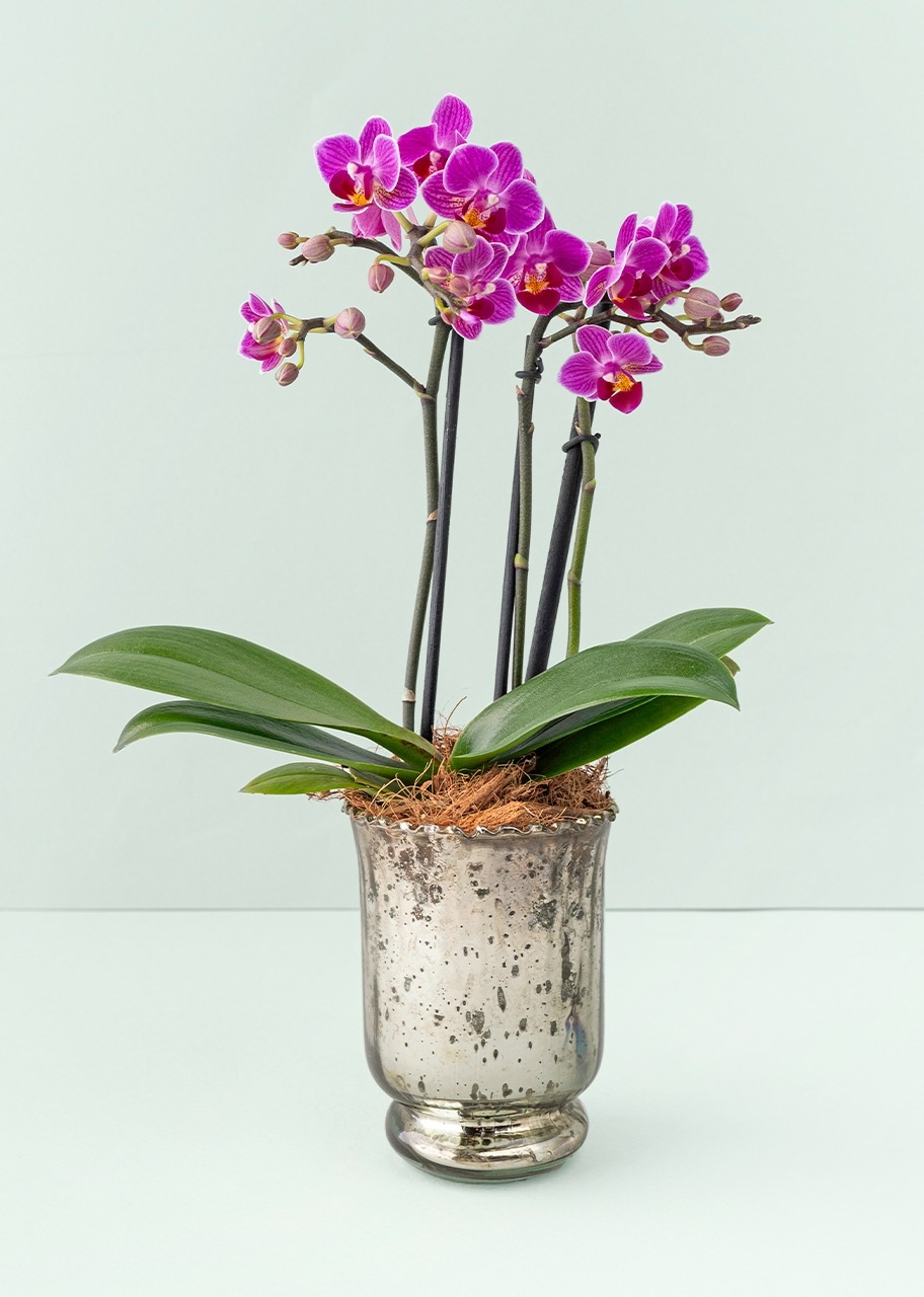 Mini orquídea morada en base | Flores Bellas